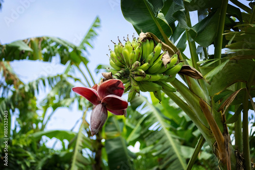 Banana tree with flower in Bali, Indonesia