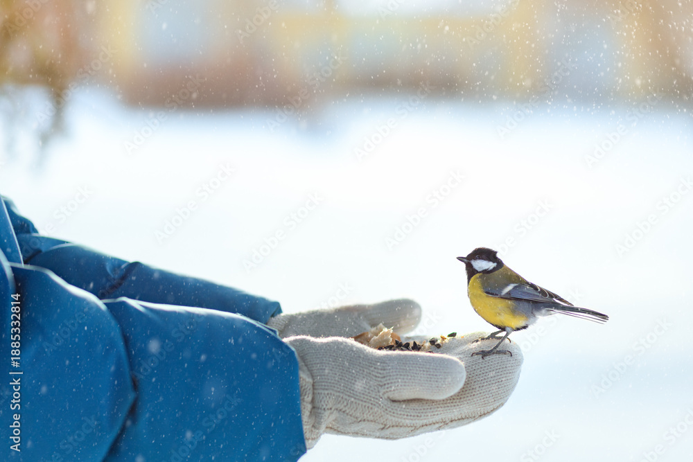 Fototapeta premium A small bird eats from a person's hand, a tit eats seeds, caring for wild birds in winter, feeding birds in cold weather