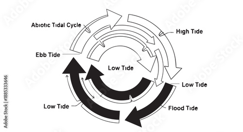Diagrammatic illustration of tidal cycles showing high tide, low tide, flood and ebb phases.