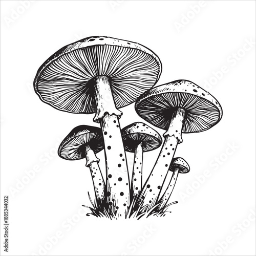 Mushroom illustrations for packaging