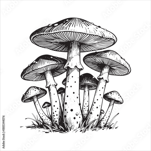 Mushroom illustrations for packaging