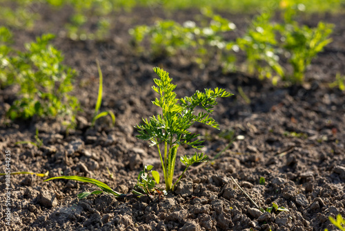 Bright green carrot sprout pushes through fertile earth, basking in golden sunlight amidst a thriving garden of growth and life
