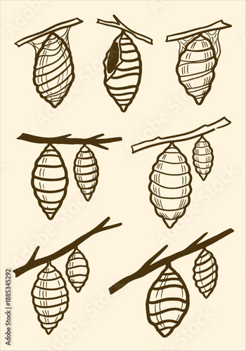 Hand-drawn vector graphic set featuring various cocoons and chrysalises hanging from tree branches, depicting insect metamorphosis and life cycle stages in a natural, rustic illustration style