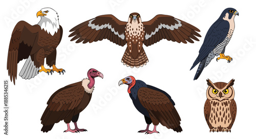 Diverse Bird of Prey Collection Vector Illustration of Eagles, Vultures, Falcons, and Owls