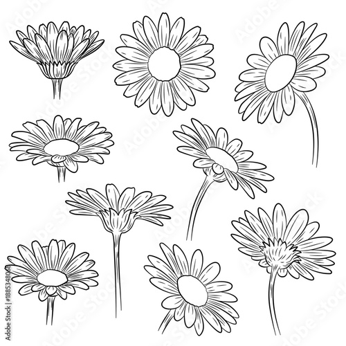 Chamomile outline. Chamomile flower line art. Hand drawn set of camomiles. Chamomile flower isolated on white background. Camomile sketch. Abstract floral hand drawing outline chamomile.