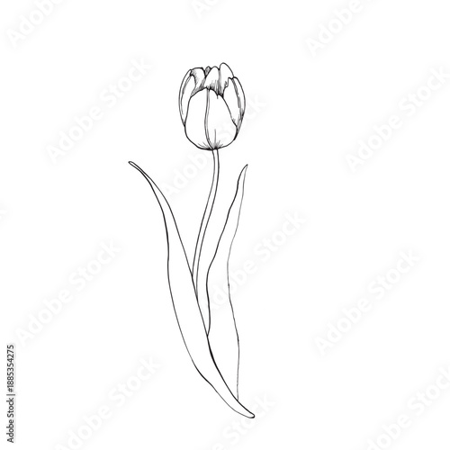 Tulip graphic vector illustration, hand-drawn in ink. Black and white sketch of a flower with a bud and leaves. Isolated object for designing cards, labels, and packaging.