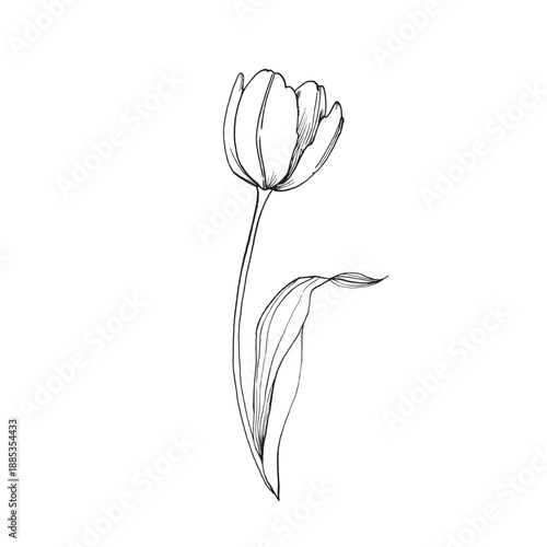 Tulip graphic vector illustration, hand-drawn in ink. Black and white sketch of a flower with a bud and leaves. Isolated object for designing cards, labels, and packaging.
