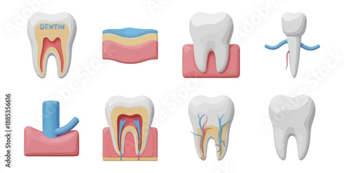 Dental anatomy illustration tooth cross sections and diagrams
