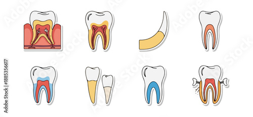 Dental anatomy illustration various tooth cross sections isolated