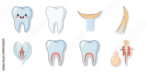 Dental anatomy illustration vector set white teeth structure isolated
