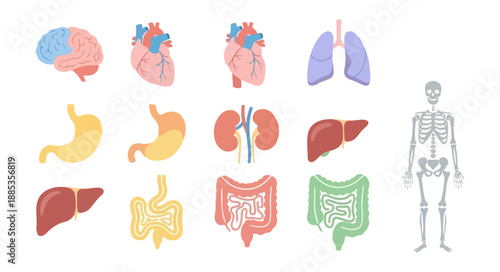 Human body internal organs illustrated on black background