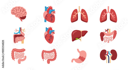 Human body organ illustrations anatomical diagrams on black background