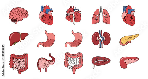 Human internal organs illustrated anatomical study on black