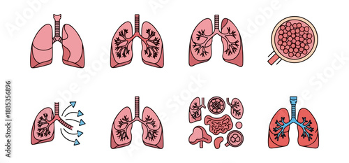 Human lung anatomy diagram set respiratory system medical illustration