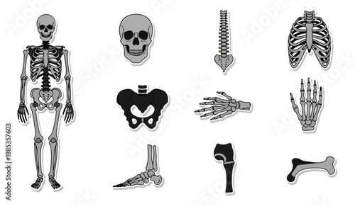 Human skeletal system diagram educational medical illustration