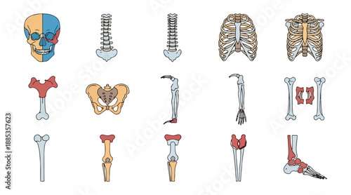 Human skeletal system diagrams anatomical study medical illustration