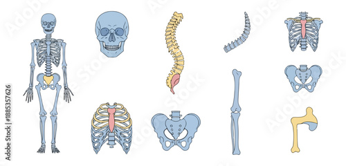 Human skeletal system diagrams anatomical study medical illustration