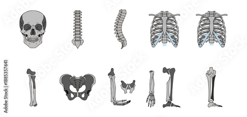 Human skeletal system illustration medical diagram