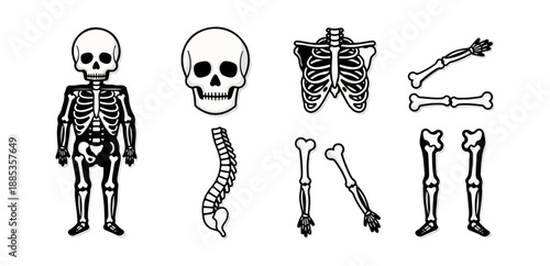 Human skeletal system illustration medical diagram anatomical structure