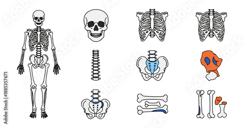 Human skeleton anatomy isolated diagram illustration