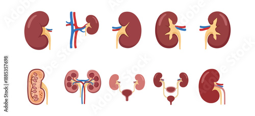 Kidney anatomy diagrams illustrating human renal system details