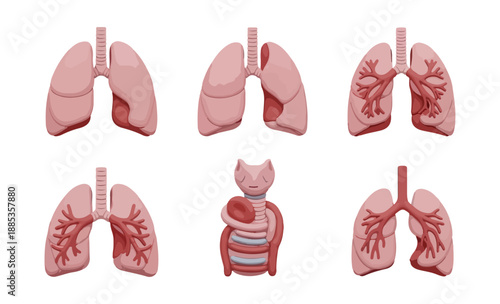 Medical illustration of human lungs and respiratory system