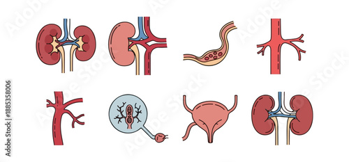 Medical illustration of human organs and anatomy