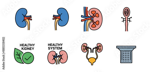 Medical illustrations of human kidney and urinary system anatomy