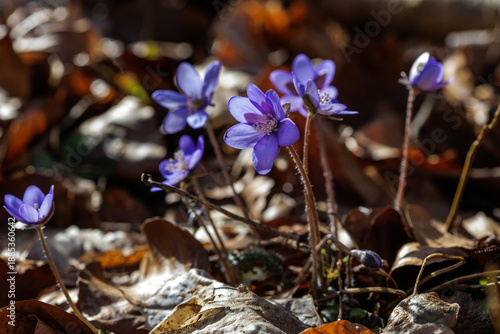 Quadro em tela Leberblümchen (Hepatica nobilis)