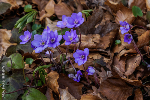 Foto Leberblümchen (Hepatica nobilis)