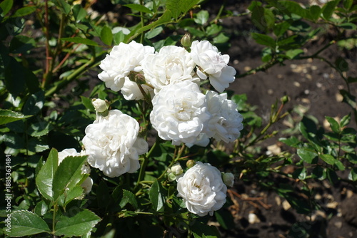 Array of flowers of white semi double roses in July