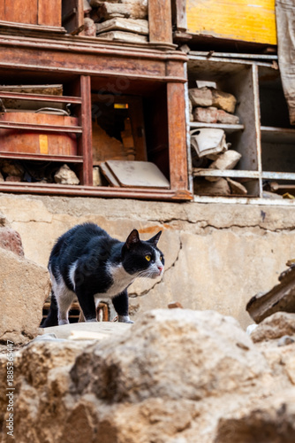 A black and white cat walks cautiously on a rocky street in Cairo. The background features old buildings and scattered debris.