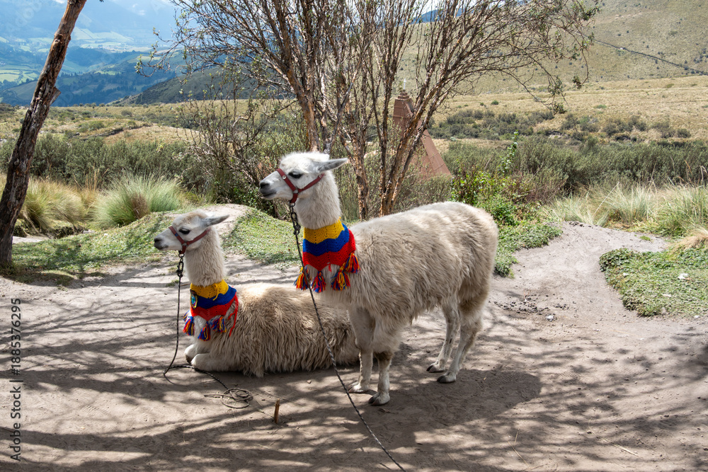 Fototapeta premium lama,Sudamerica