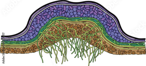 Cross-sectional illustration of skin layers and nerve endings, viewed from the side, showing the intricate details of the skin structure