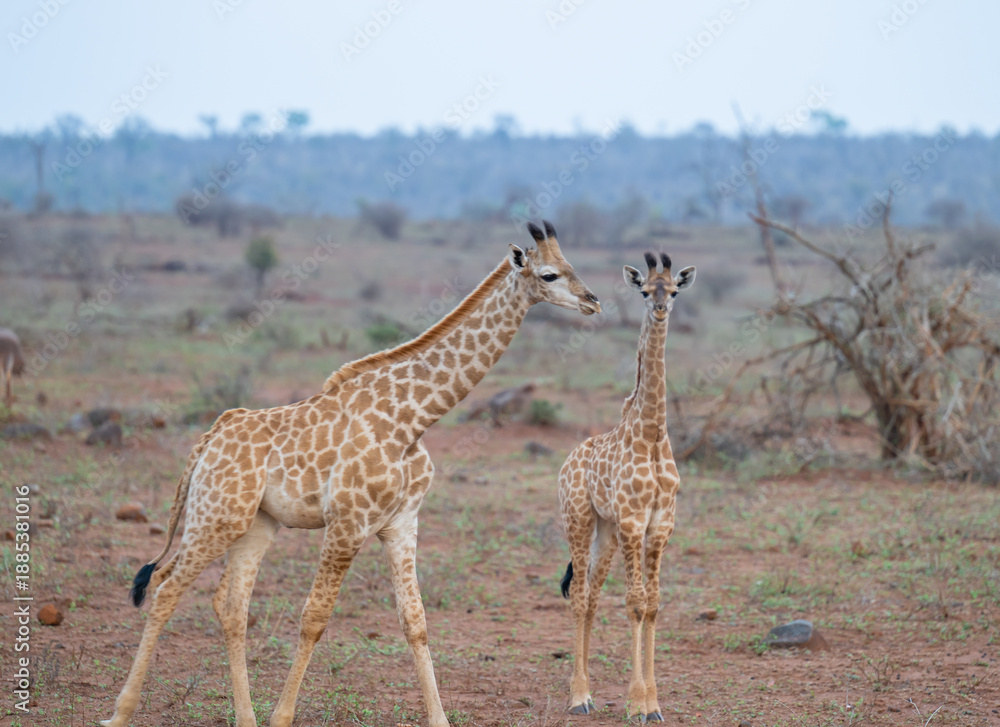 Obraz premium Junge Giraffen im Busch vom Krüger National Park - Kruger Nationalpark Südafrika