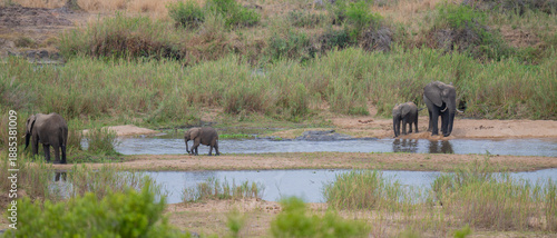 Afrikanische Tiere Elefantenherde im Busch vom Krüger National Park - Kruger Nationalpark Südafrika