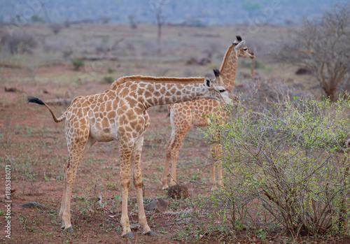 Afrikanische Tiere Junge Giraffen im Busch vom Krüger National Park - Kruger Nationalpark Südafrika