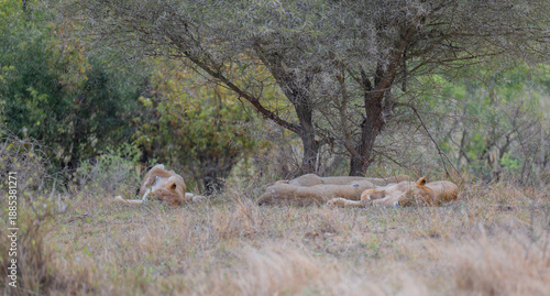 Afrikanische Tiere Löwin oder Löwe im Busch vom Krüger National Park - Kruger Nationalpark Südafrika