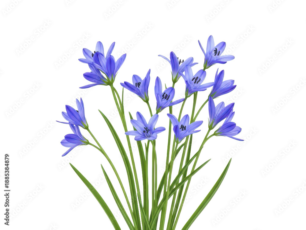 Obraz premium A bunch of blue flowers isolated on transparent background