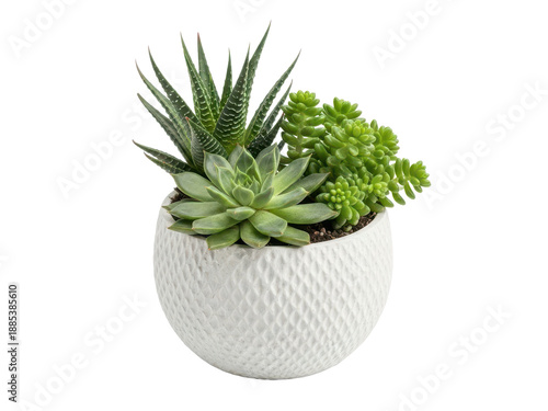 Small white pot with assorted succulents and green plants on transparent background