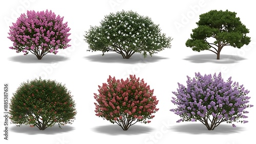 Collection of different flowering trees and shrubs isolated on white background
