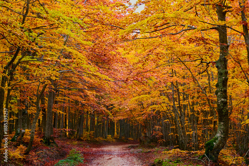 Autunno ai Prati di tivo