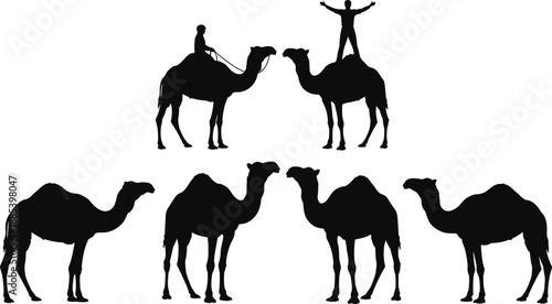 Collection of camel silhouettes with riders and standing poses, black and white desert animal vector illustration for travel, safari, culture, and nature design