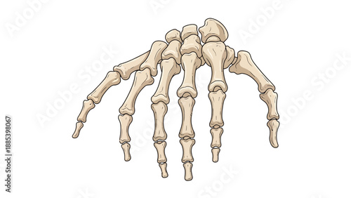 Anatomical illustration of the human hand skeleton bones viewed from the palm side