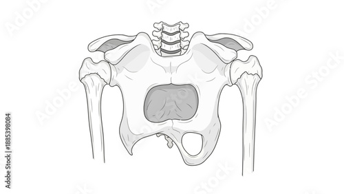 Anterior view diagram of the human pelvis sacrum and proximal femurs