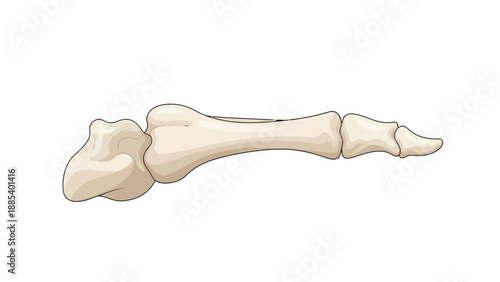 Stylized side view illustration of metatarsal bones articulating with phalanges