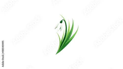 A simple illustration of a white snowdrop flower with green leaves and stem against a white background