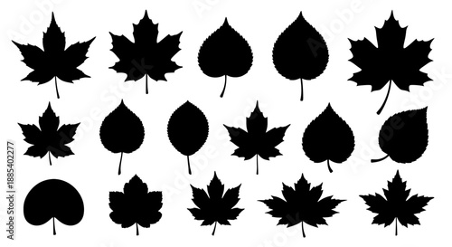 Collection of 15 black Toronto maple leaf silhouettes, various sizes and shapes, on transparent background