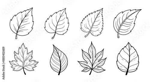 Collection of black and white leaf illustrations showcasing various shapes and vein patterns