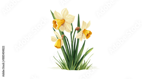 Illustration of several daffodils with cream petals and orange cups, emerging from green foliage